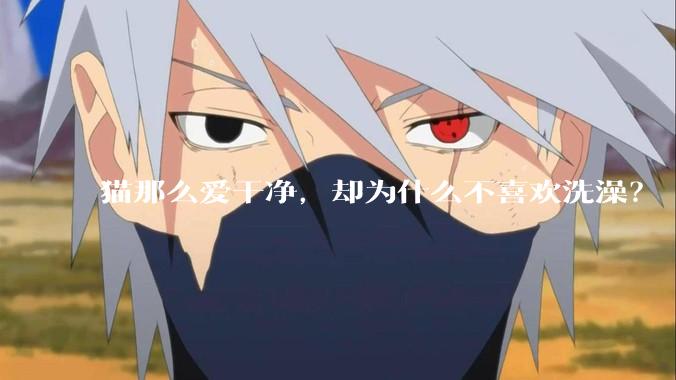 猫那么爱干净，却为什么不喜欢洗澡？